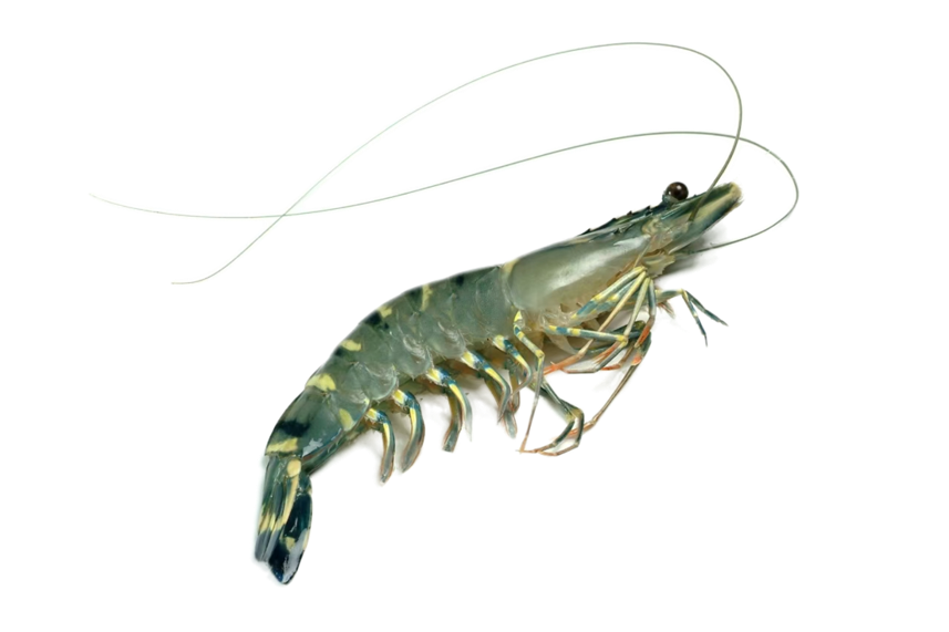 黑虎虾